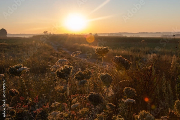 Fototapeta Wschód słońca nad polami w letni mglisty poranek