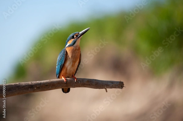 Obraz Zimorodek samiec siedzący na gałęzi blisko na rozmytym tle
