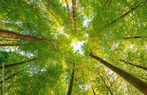 Fototapeta Springtime forest with setting sun shining through leaves and branches. Nature, forestry, habitat, environment and sustainability concepts