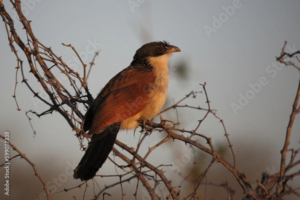 Obraz Tiputip / Burchell's coucal / Centropus superciliosus.