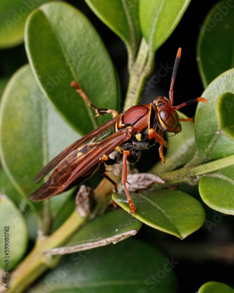 Obraz Wasp