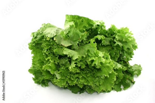 Obraz lettuce