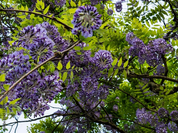 Fototapeta 鬼滅の刃の花