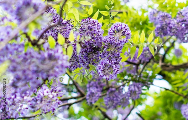 Obraz 鬼滅の刃の花