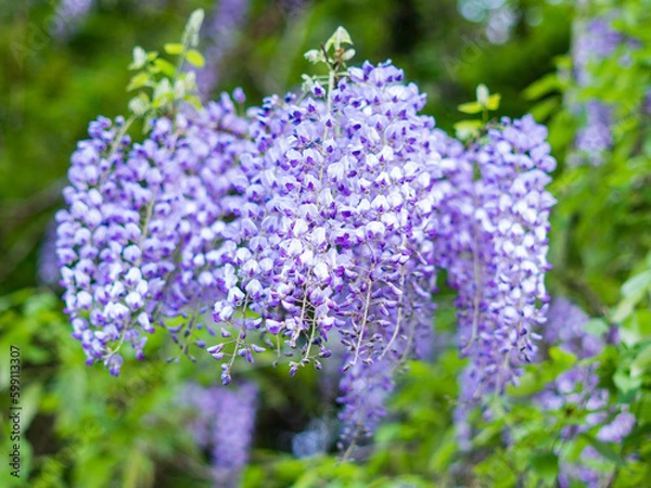 Obraz 鬼滅の刃の花