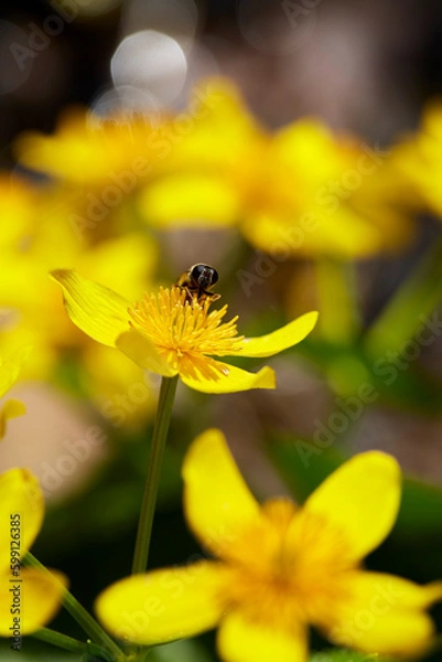 Fototapeta Close-Up; Spring ephemerals (Caltha palustris var. nipponica, エゾノリュウキンカ) swaying in the spring breeze in the wildflower garden at Midorigaoka Park, Obihiro City, Japan
