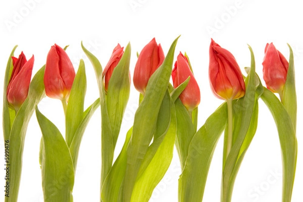 Fototapeta red tulips