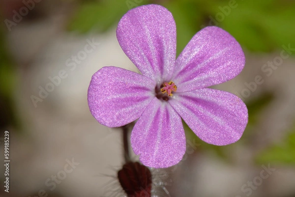 Fototapeta Géranium Herbe à Robert - Geranium robertianum
