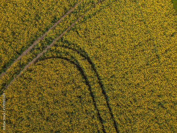 Fototapeta rape field