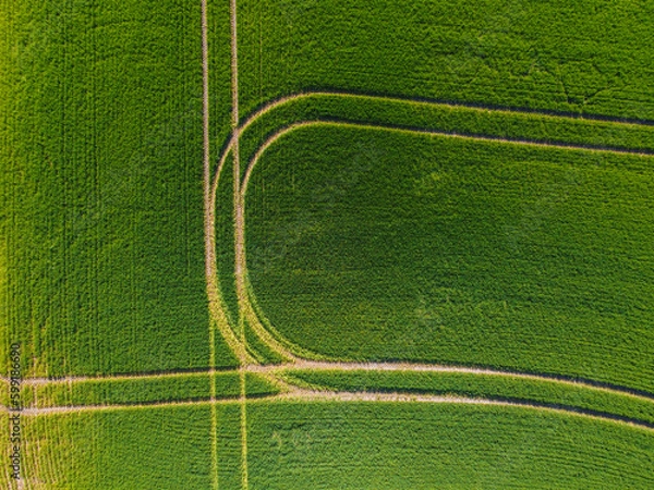 Fototapeta green field