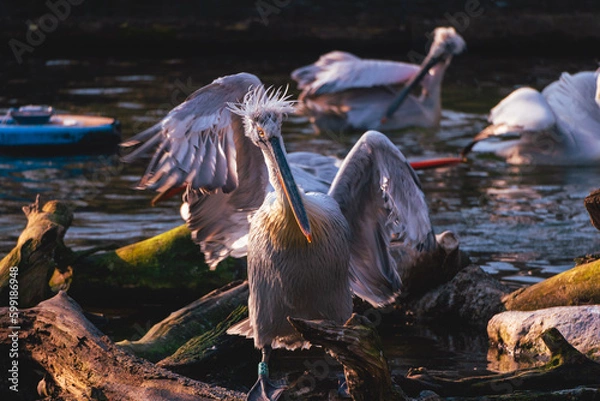 Fototapeta blue heron