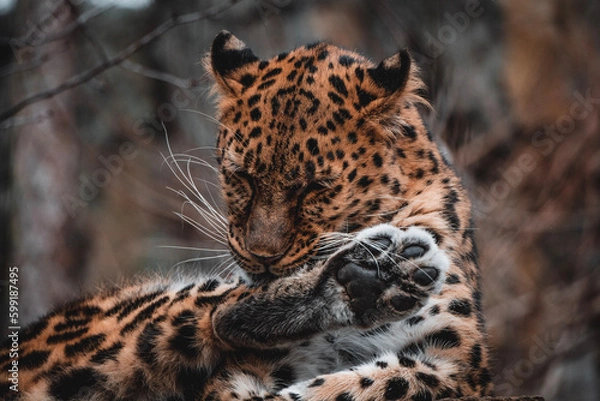 Obraz leopard in zoo