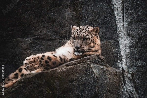 Obraz leopard in the zoo