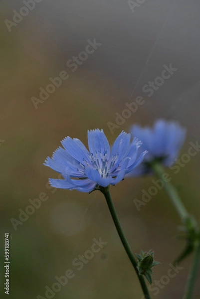 Fototapeta blue flower