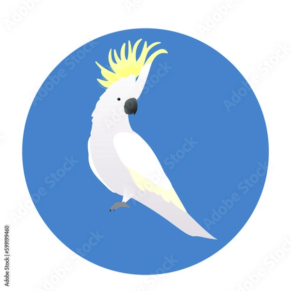 Fototapeta vector color flat illustration with a tropical exotic white  cockatoo parrot bird with a yellow crest in a blue circle