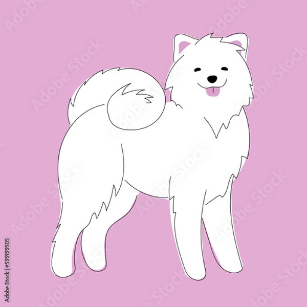 Fototapeta vector illustration decorative picture with drawn large fluffy Samoyed dog, postcard with a beautiful dog on pink background