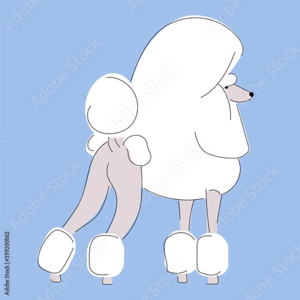 Fototapeta vector illustration decorative picture with drawn large fluffy royal poodle, postcard with a beautiful dog on blue background