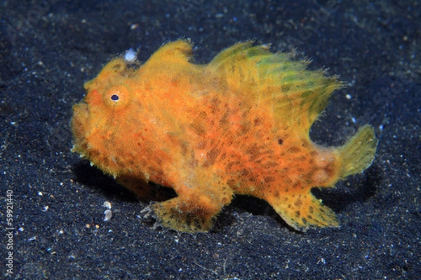 Obraz Hairy frogfish