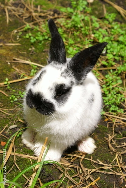Fototapeta kaninchen