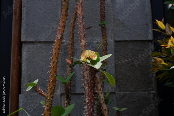 Obraz flowers in the garden