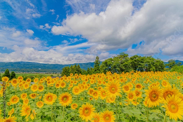 Obraz ひまわり畑