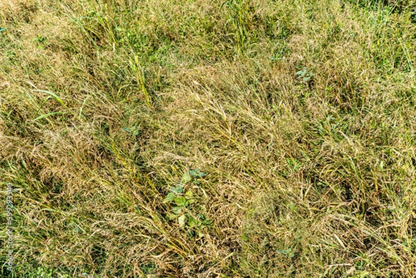 Fototapeta Proso millet ( Scientific name as Panicum miliaceum) ripe seedhead in the summer field. Other speces are broomcorn millet, hog millet, Kashfi millet, red millet, and white millet isolated
