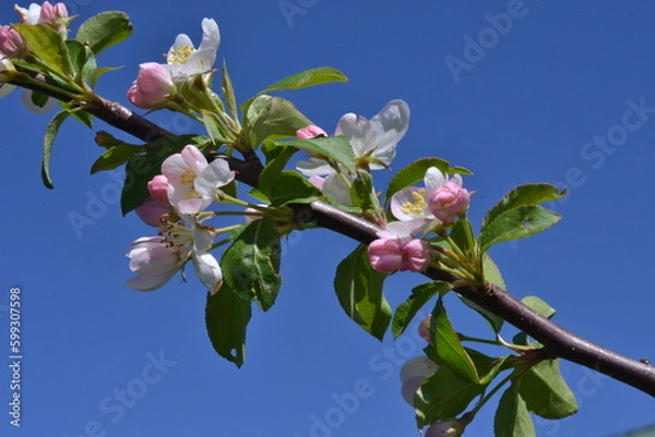 Obraz Blossoms against blue sky
