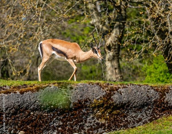 Fototapeta Seattle Zoo Gazelle 3
