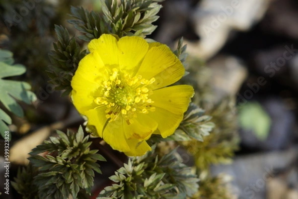 Fototapeta yellow flower 