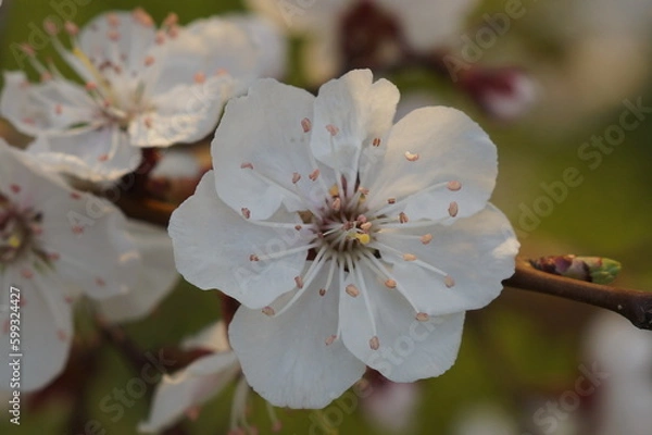 Fototapeta tree blossom