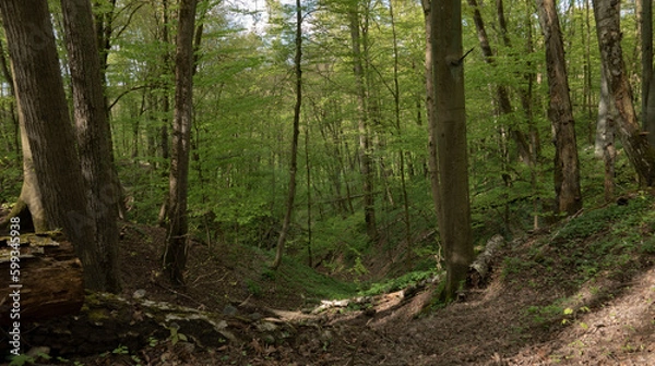 Fototapeta Rezerwat Doliny Osy ,Jar,