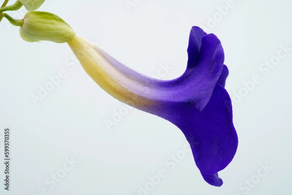 Fototapeta Close up of colorful purple-blue Thunbergia Erecta flower, common name include Bush Clock Vine or king's mantle. Macro shot and soft focus with isolated bright background.	