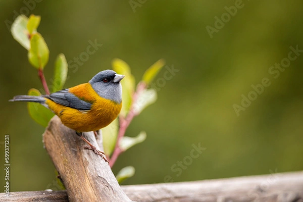 Fototapeta Small bird called Siete Colores or Comesebo. Perched on a tree branch in the sun.