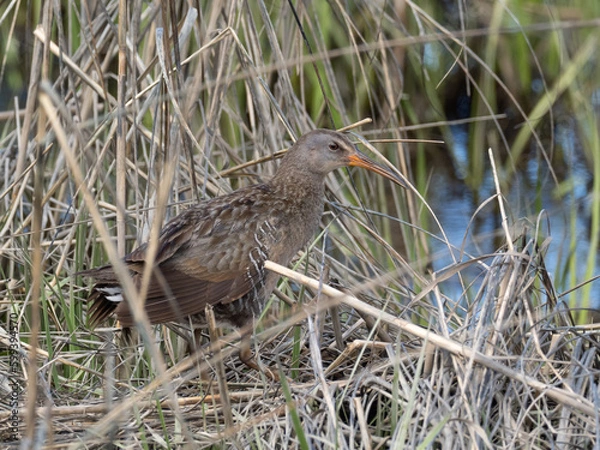 Fototapeta An adult of the atlantic race of Clapper Rail perched amongst dry reeds