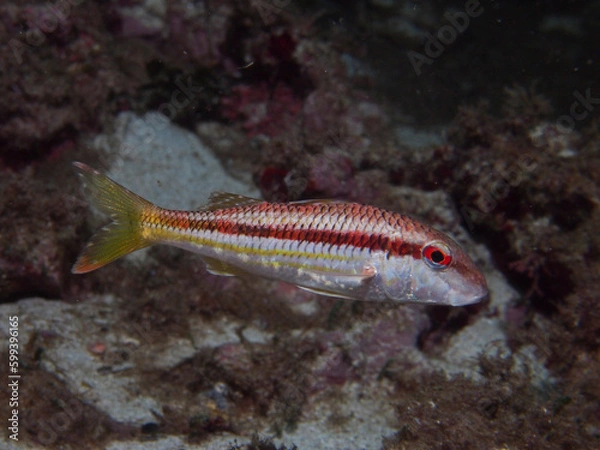 Obraz Salmonete. Mullus surmuletus.