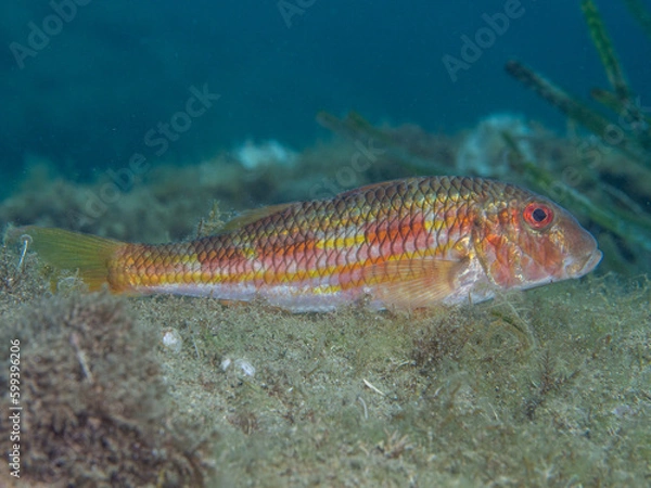 Obraz Salmonete. Mullus surmuletus.