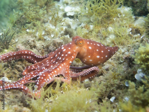 Fototapeta Pulpón. Octopus macropus.