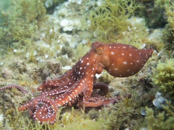 Obraz Pulpón. Octopus macropus.