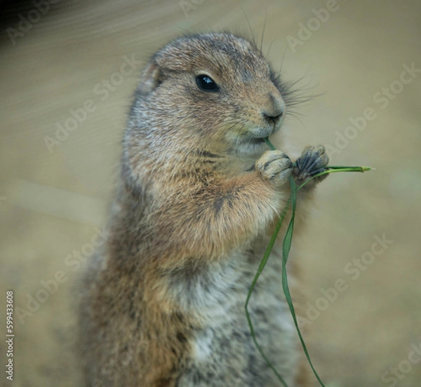 Obraz プレーリードック