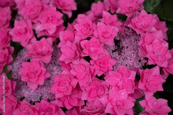 Obraz あじさい　色合い