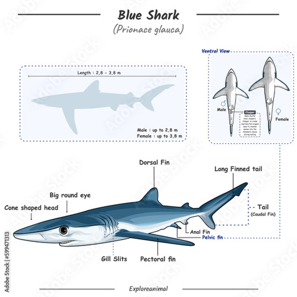 Obraz Anatomy of a Blue shark