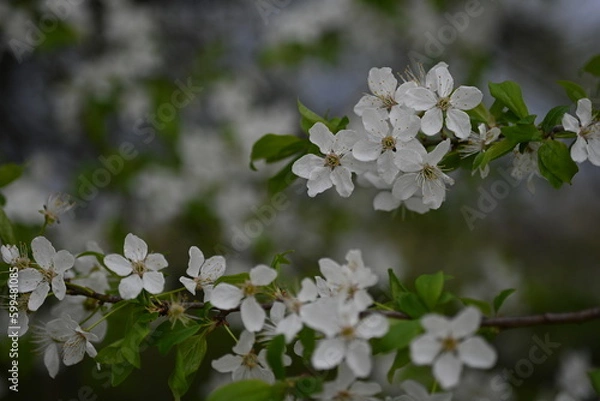 Obraz blooming plum branches with young leaves close-up