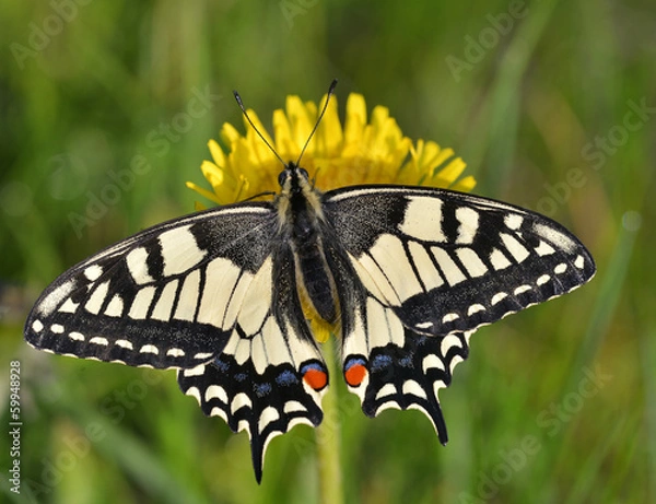 Obraz Swallowtail (Papilio machaon)