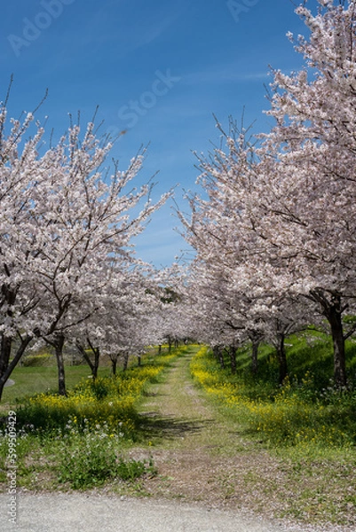 Fototapeta しまばら火張山花公園 - 旧しまばら芝桜公園