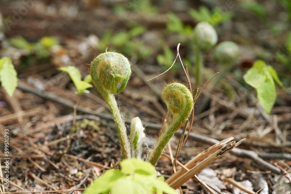 Obraz 春の訪れを告げる山菜、ゼンマイ