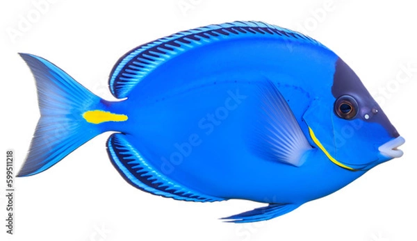 Obraz blue fish isolated on transparent background. 3D render.