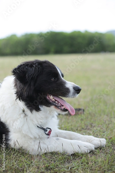 Obraz ボーダーコリーの休憩