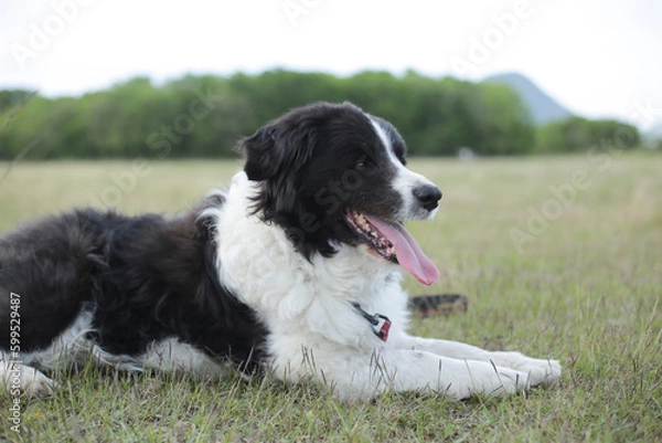 Obraz ボーダーコリーの休憩