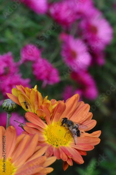Fototapeta bee on a flower