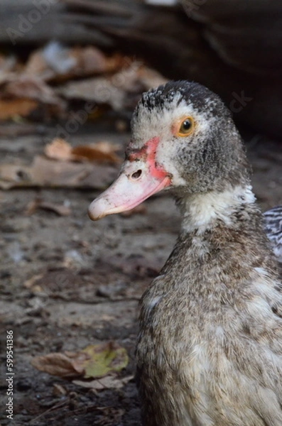 Fototapeta duck in the water